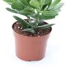 Crassula (Crassula 'Magical Tree') D 12 H 18 Cm 1 Crassula (Crassula 'Magical Tree') D 12 H 18 Cm -Groene Bloom Winkel 8717263108344