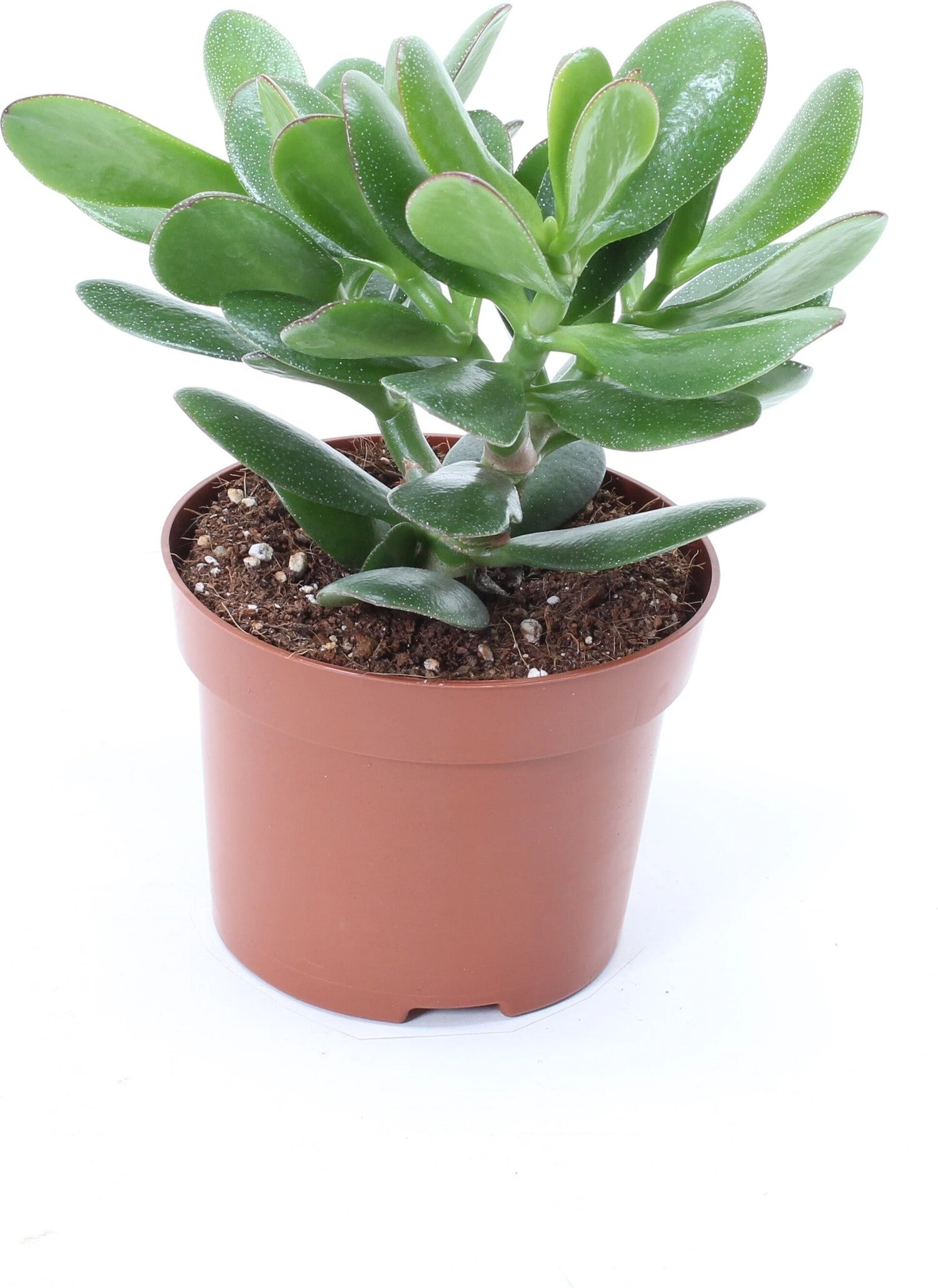 Crassula (Crassula 'Magical Tree') D 12 H 18 Cm 3 Crassula (Crassula 'Magical Tree') D 12 H 18 Cm