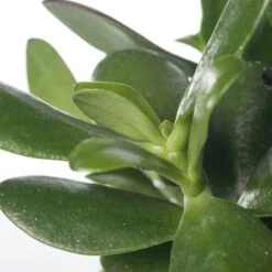 Crassula (Crassula 'Magical Tree') D 12 H 18 Cm 5 Crassula (Crassula 'Magical Tree') D 12 H 18 Cm -Groene Bloom Winkel 8717263108344 1 1