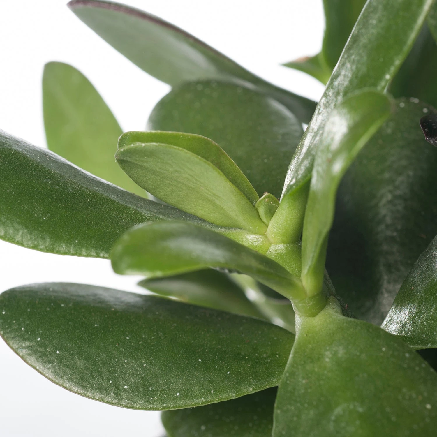 Crassula (Crassula 'Magical Tree') D 12 H 18 Cm 4 Crassula (Crassula 'Magical Tree') D 12 H 18 Cm - Afbeelding 2