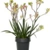 Kangoeroepoot (Anigozanthos) Oranje D 14 H 40 Cm 1 Kangoeroepoot (Anigozanthos) Oranje D 14 H 40 Cm -Groene Bloom Winkel 8717263108696 2