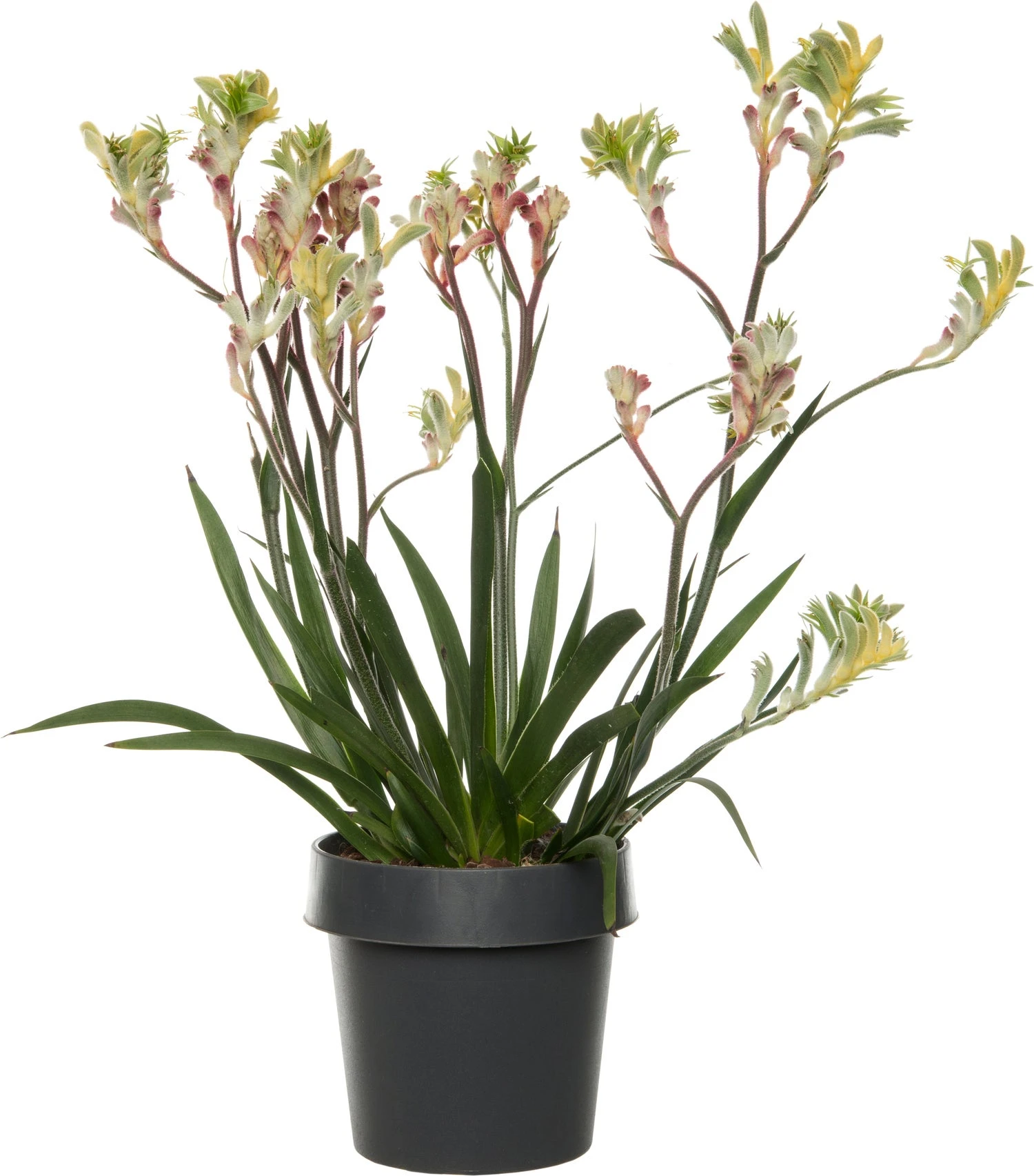 Kangoeroepoot (Anigozanthos) Oranje D 14 H 40 Cm 3 Kangoeroepoot (Anigozanthos) Oranje D 14 H 40 Cm