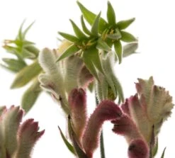 Kangoeroepoot (Anigozanthos) Oranje D 14 H 40 Cm 5 Kangoeroepoot (Anigozanthos) Oranje D 14 H 40 Cm -Groene Bloom Winkel 8717263108696 2 2