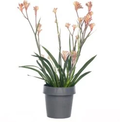 Kangoeroepoot (Anigozanthos) Rood D 12 H 40 Cm