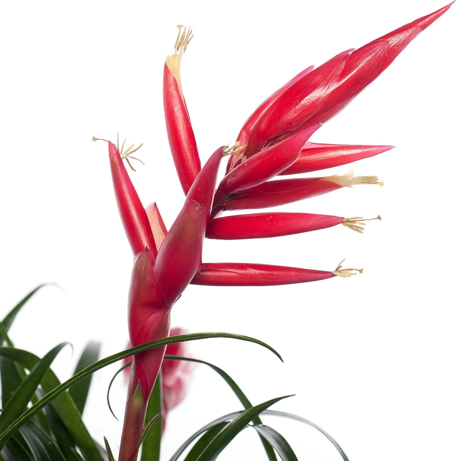 Vriesea (Vriesea Multiflower 'Astrid') D 12 H 30 Cm 4 Vriesea (Vriesea Multiflower 'Astrid') D 12 H 30 Cm - Afbeelding 2