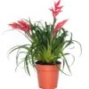 Vriesea (Vriesea Multiflower 'Astrid') D 12 H 30 Cm -Groene Bloom Winkel 8717263109471 3 1