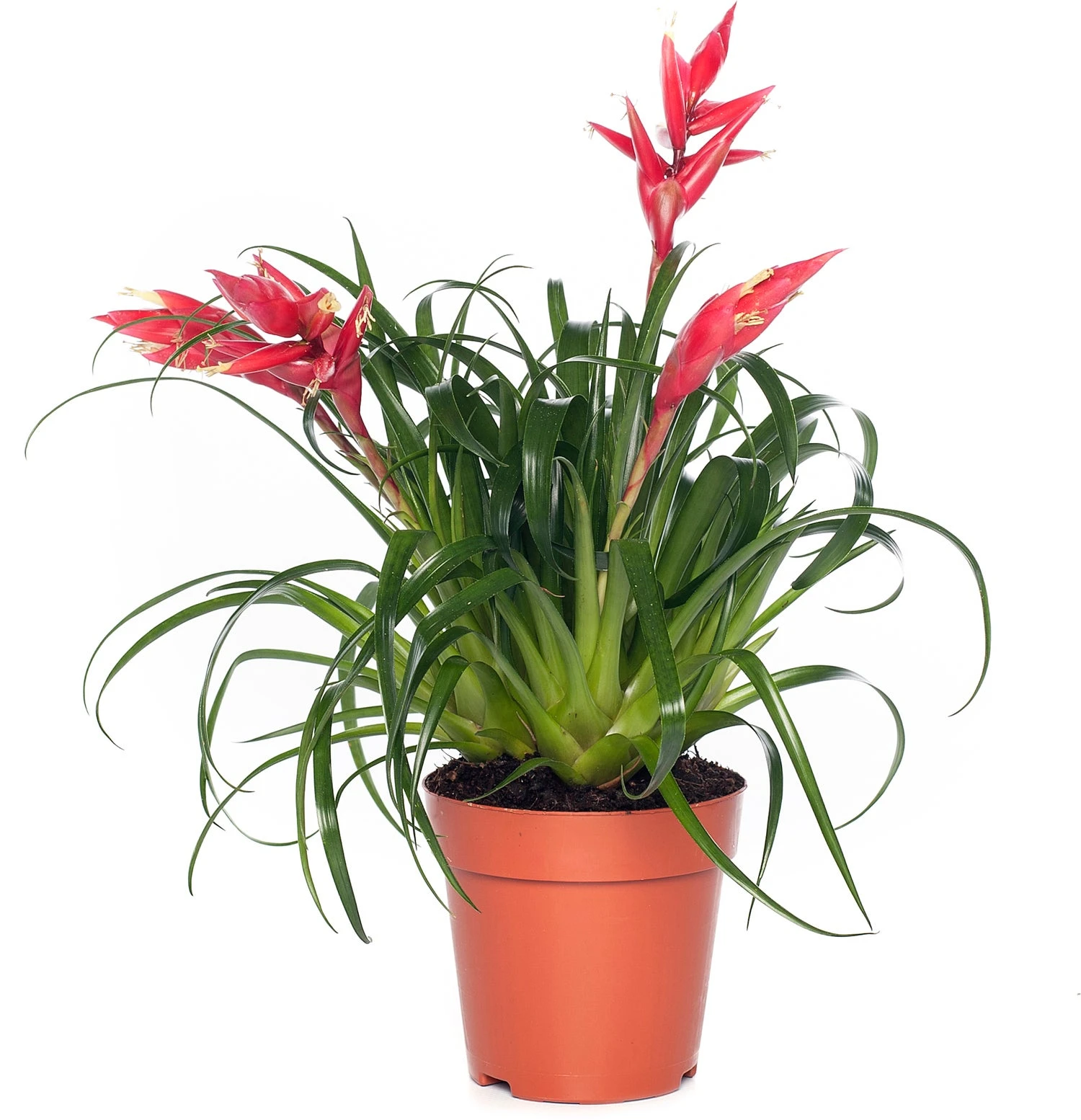 Vriesea (Vriesea Multiflower 'Astrid') D 12 H 30 Cm 3 Vriesea (Vriesea Multiflower 'Astrid') D 12 H 30 Cm
