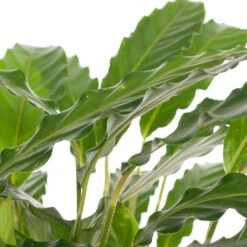 Calathea (Calathea Rufibarba 'Tropistar') D 21 H 100 Cm 5 Calathea (Calathea Rufibarba 'Tropistar') D 21 H 100 Cm -Groene Bloom Winkel 8717263109648 2