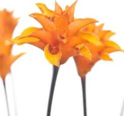 Eeuwige Vlam (Calathea Crocata 'Tassmania') D 14 H 40 Cm -Groene Bloom Winkel 8717263109808 1 1