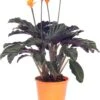Eeuwige Vlam (Calathea Crocata 'Tassmania') D 14 H 40 Cm -Groene Bloom Winkel 8717263109808 3 1