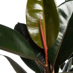 Rubberboom (Ficus Elastica 'Abidjan') D 27 H 90 Cm 7 Rubberboom (Ficus Elastica 'Abidjan') D 27 H 90 Cm -Groene Bloom Winkel 8717263109846 2 3