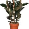 Rubberboom (Ficus Elastica 'Abidjan') D 27 H 90 Cm -Groene Bloom Winkel 8717263109846 3 1