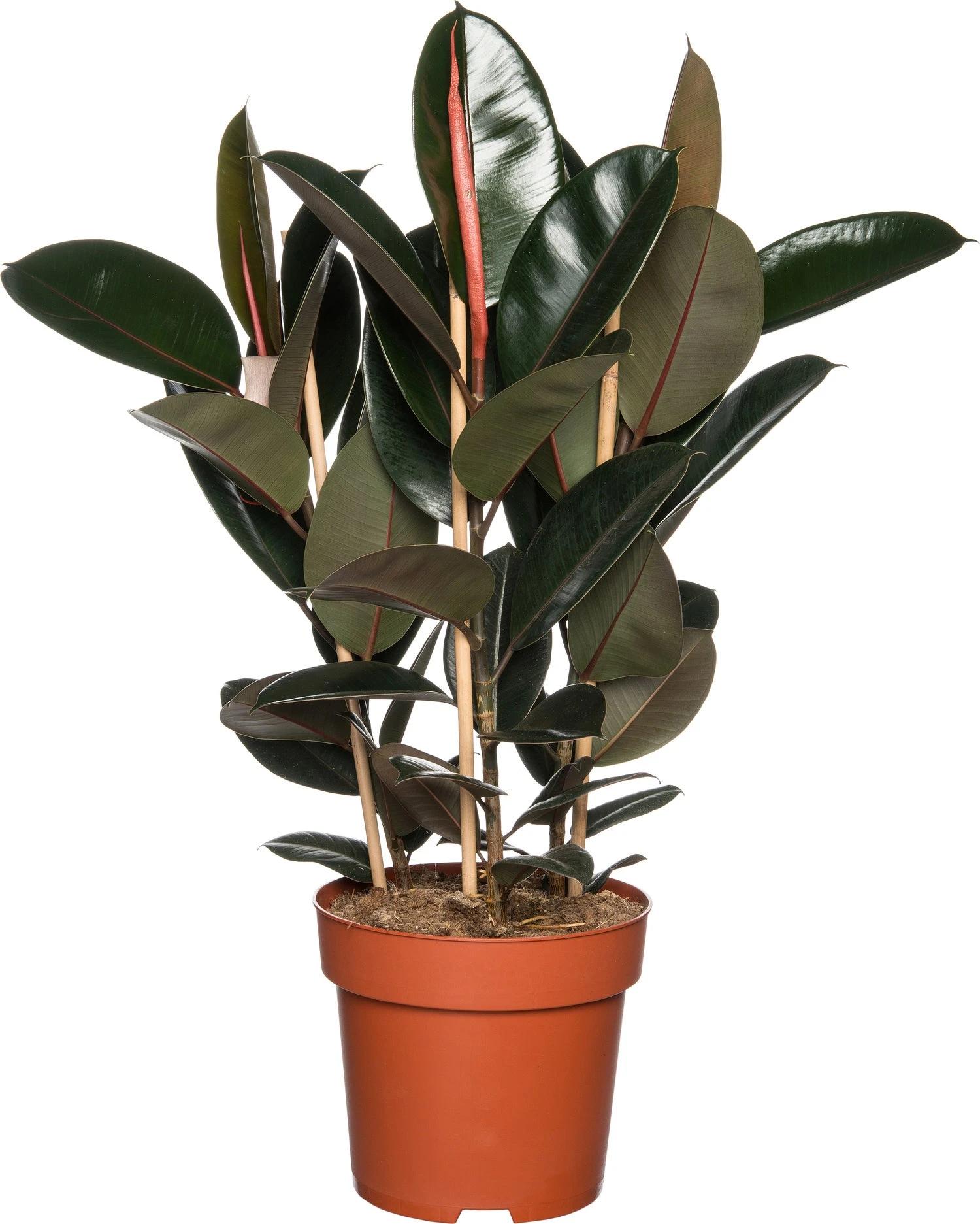 Rubberboom (Ficus Elastica 'Abidjan') D 27 H 90 Cm 3 Rubberboom (Ficus Elastica 'Abidjan') D 27 H 90 Cm