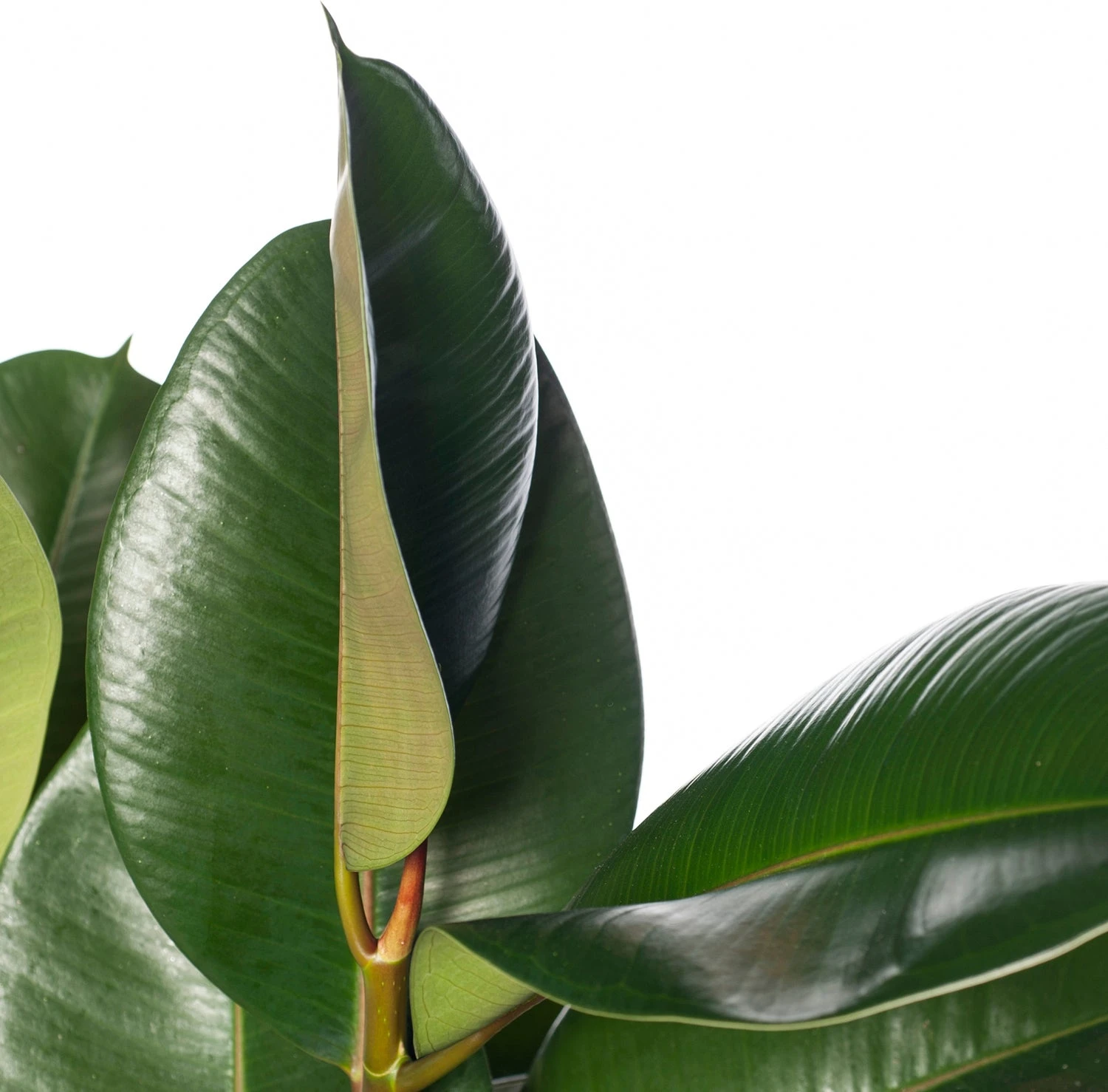 Rubberboom (Ficus Elastica 'Robusta') D 27 H 90 Cm 4 Rubberboom (Ficus Elastica 'Robusta') D 27 H 90 Cm - Afbeelding 2