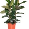 Rubberboom (Ficus Elastica 'Robusta') D 27 H 90 Cm 1 Rubberboom (Ficus Elastica 'Robusta') D 27 H 90 Cm -Groene Bloom Winkel 8717263109860 3