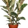 Rubberboom (Ficus Elastica 'Tineke') D 27 H 90 Cm 2 Rubberboom (Ficus Elastica 'Tineke') D 27 H 90 Cm -Groene Bloom Winkel 8717263109884 3 1