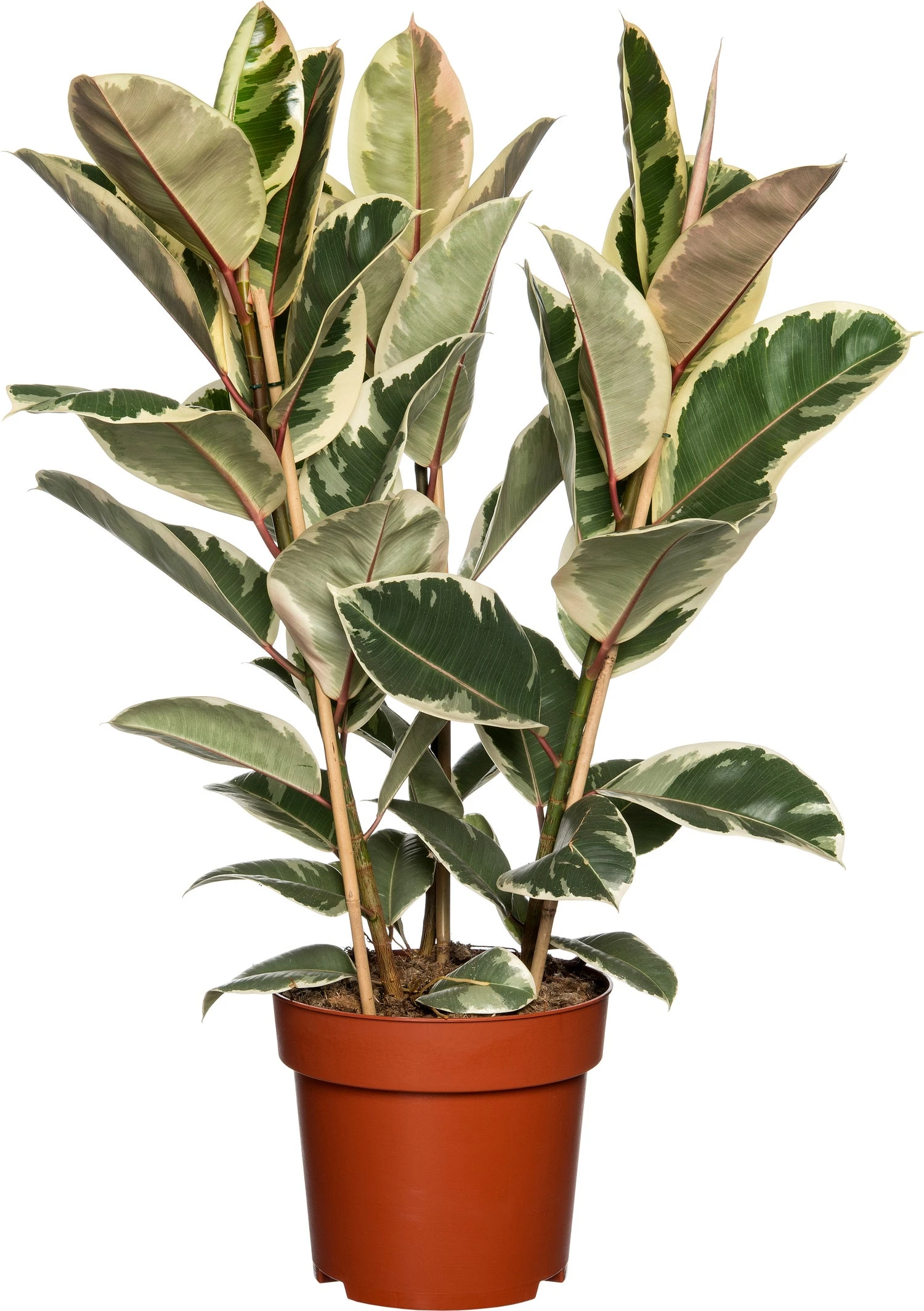 Rubberboom (Ficus Elastica 'Tineke') D 27 H 90 Cm 3 Rubberboom (Ficus Elastica 'Tineke') D 27 H 90 Cm