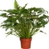 Philodendron (Philodendron 'Xanadu') D 21 H 65 Cm 2 Philodendron (Philodendron 'Xanadu') D 21 H 65 Cm -Groene Bloom Winkel 8717263109921