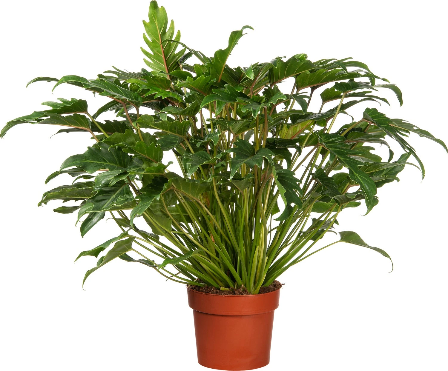 Philodendron (Philodendron 'Xanadu') D 21 H 65 Cm 3 Philodendron (Philodendron 'Xanadu') D 21 H 65 Cm