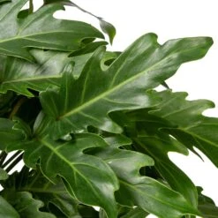 Philodendron (Philodendron 'Xanadu') D 21 H 65 Cm 5 Philodendron (Philodendron 'Xanadu') D 21 H 65 Cm -Groene Bloom Winkel 8717263109921 2