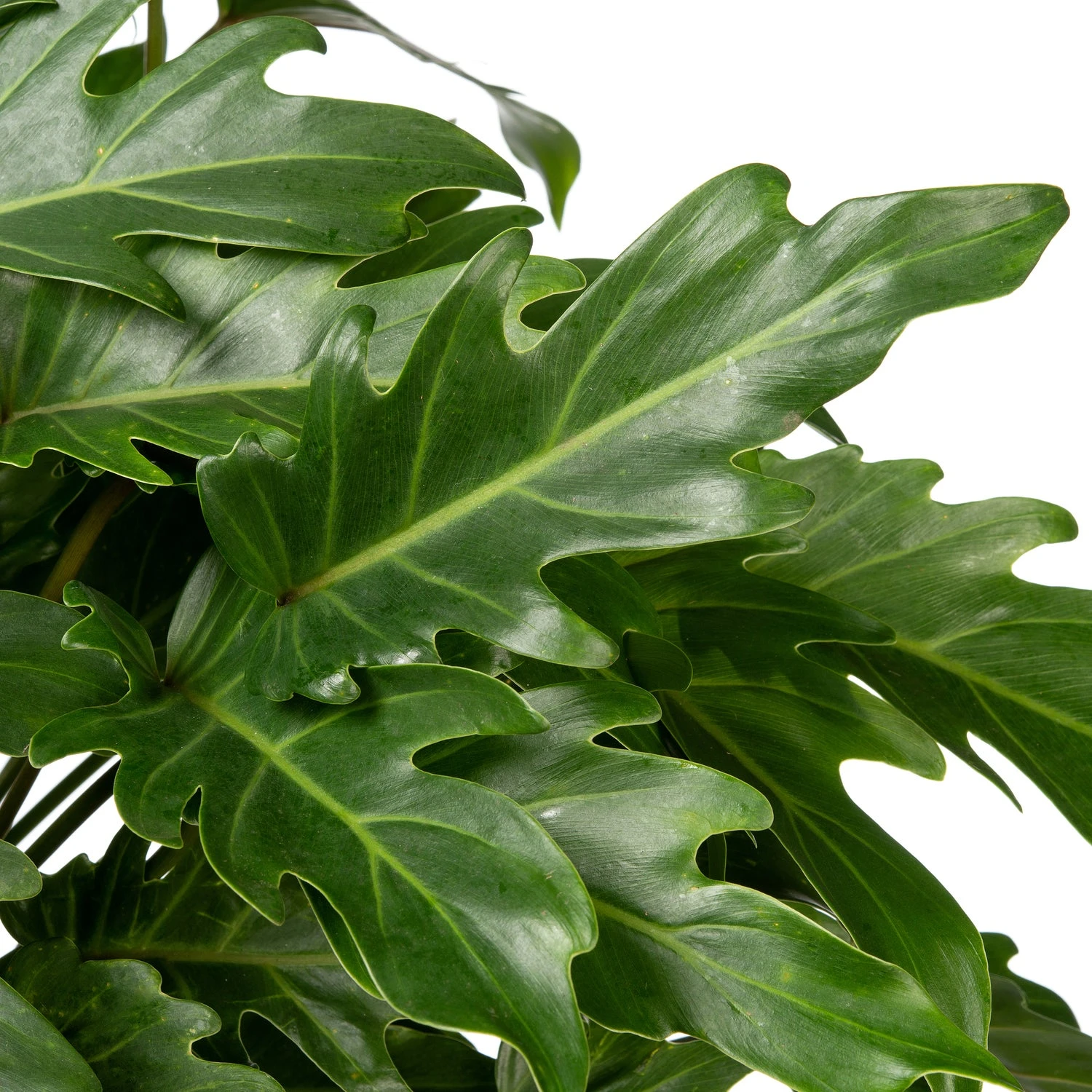 Philodendron (Philodendron 'Xanadu') D 21 H 65 Cm 4 Philodendron (Philodendron 'Xanadu') D 21 H 65 Cm - Afbeelding 2