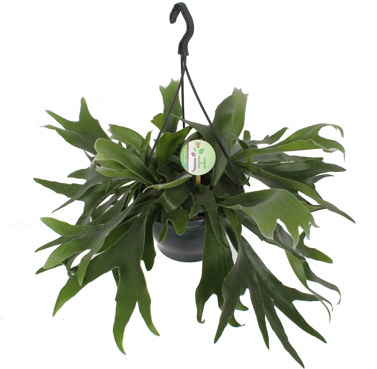 Hertshoornvaren In Hangpot (Platycerium Bifurcatum) D 21 H 55 Cm 3 Hertshoornvaren In Hangpot (Platycerium Bifurcatum) D 21 H 55 Cm