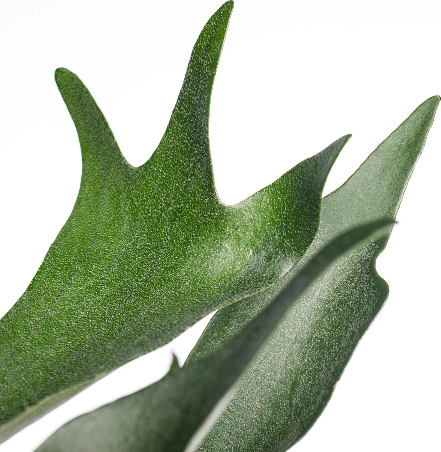 Hertshoornvaren In Hangpot (Platycerium Bifurcatum) D 21 H 55 Cm 4 Hertshoornvaren In Hangpot (Platycerium Bifurcatum) D 21 H 55 Cm - Afbeelding 2