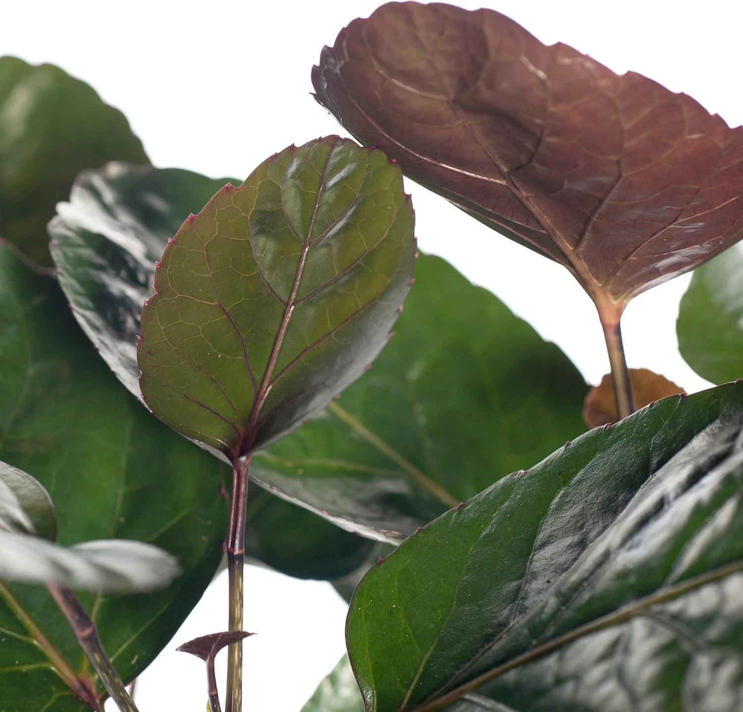Aralia (Polyscias 'Fabian') D 19 H 65 Cm 4 Aralia (Polyscias 'Fabian') D 19 H 65 Cm - Afbeelding 2