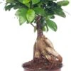 Chinese Vijg (Ficus Microcarpa 'Ginseng') D 12 H 35 Cm 2 Chinese Vijg (Ficus Microcarpa 'Ginseng') D 12 H 35 Cm -Groene Bloom Winkel 8717263109969 3