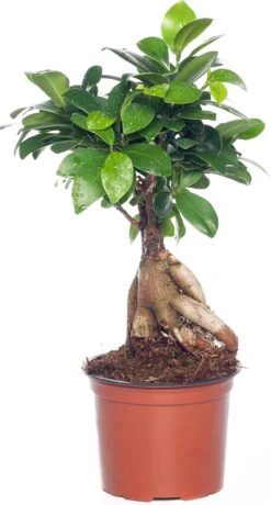 Chinese Vijg (Ficus Microcarpa 'Ginseng') D 12 H 35 Cm