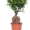 Chinese Vijg (Ficus Microcarpa 'Ginseng') D 15 H 40 Cm 2 Chinese Vijg (Ficus Microcarpa 'Ginseng') D 15 H 40 Cm -Groene Bloom Winkel 8717263109976 2 3