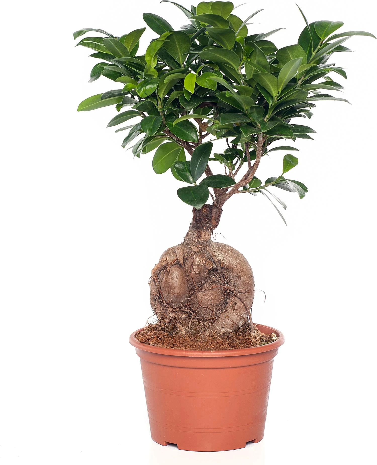 Chinese Vijg (Ficus Microcarpa 'Ginseng') D 15 H 40 Cm 3 Chinese Vijg (Ficus Microcarpa 'Ginseng') D 15 H 40 Cm