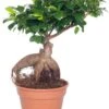 Chinese Vijg (Ficus Microcarpa 'Ginseng') D 17 H 40 Cm -Groene Bloom Winkel 8717263109983 3 1