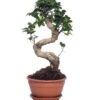 Chinese Vijg (Ficus Microcarpa 'Ginseng') D 27 H 65 Cm 2 Chinese Vijg (Ficus Microcarpa 'Ginseng') D 27 H 65 Cm -Groene Bloom Winkel 8717263110033 1