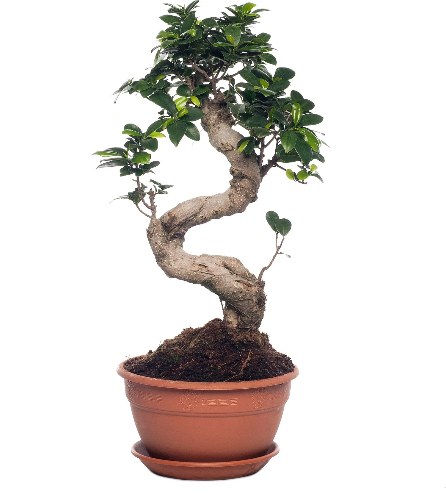 Chinese Vijg (Ficus Microcarpa 'Ginseng') D 27 H 65 Cm 3 Chinese Vijg (Ficus Microcarpa 'Ginseng') D 27 H 65 Cm