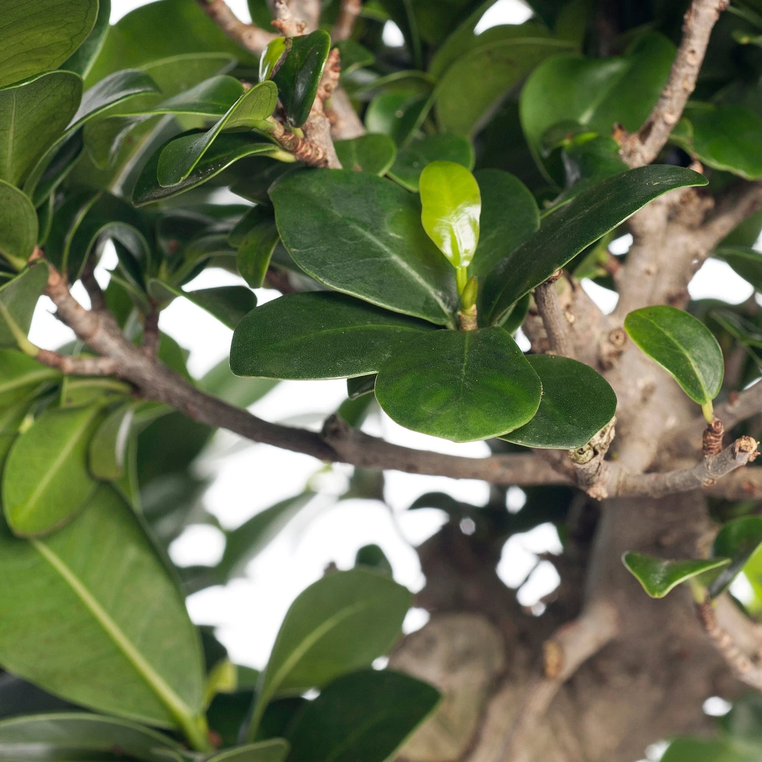 Chinese Vijg (Ficus Microcarpa 'Ginseng') D 27 H 65 Cm 4 Chinese Vijg (Ficus Microcarpa 'Ginseng') D 27 H 65 Cm - Afbeelding 2