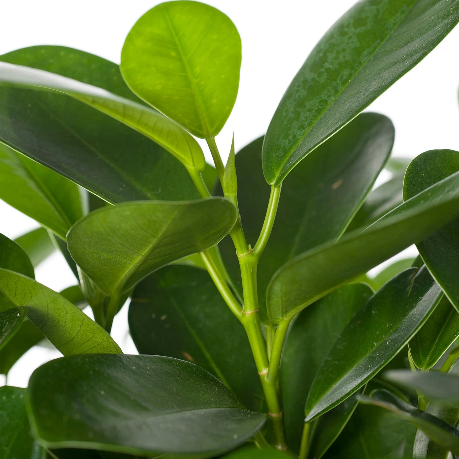 Vijgenboom (Ficus Microcarpa 'Moclame') D 17 H 60 Cm 4 Vijgenboom (Ficus Microcarpa 'Moclame') D 17 H 60 Cm - Afbeelding 2