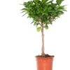 Vijgenboom (Ficus Microcarpa 'Moclame') D 17 H 60 Cm 1 Vijgenboom (Ficus Microcarpa 'Moclame') D 17 H 60 Cm -Groene Bloom Winkel 8717263110088 3