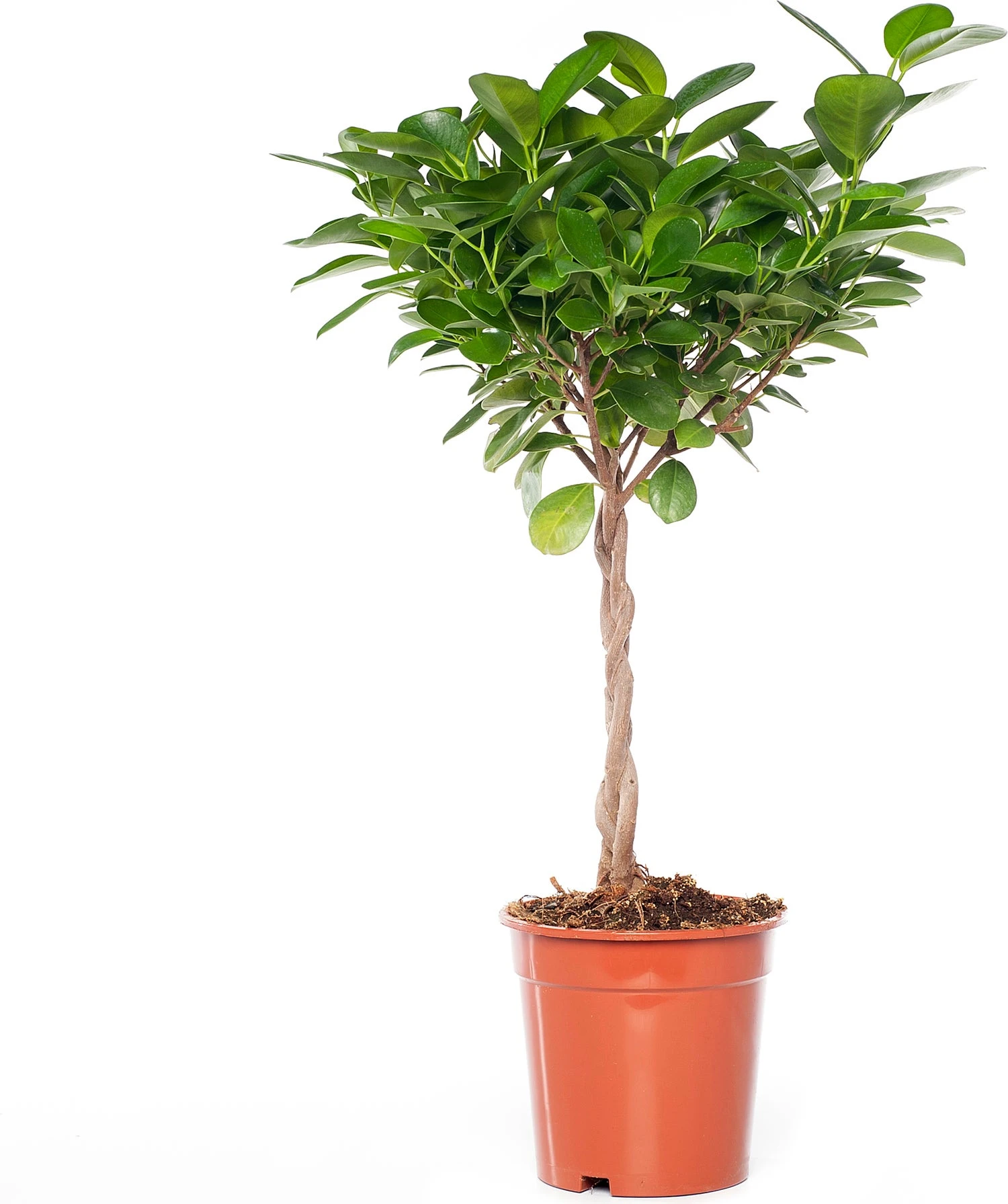 Vijgenboom (Ficus Microcarpa 'Moclame') D 17 H 60 Cm 3 Vijgenboom (Ficus Microcarpa 'Moclame') D 17 H 60 Cm