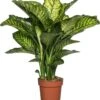 Dieffenbachia (Dieffenbachia Seguine 'Maroba') D 21 H 90 Cm -Groene Bloom Winkel 8717263110675