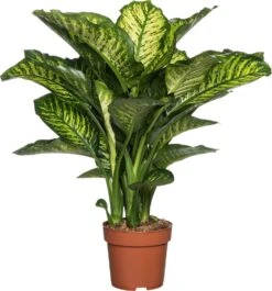 Dieffenbachia (Dieffenbachia Seguine 'Maroba') D 21 H 90 Cm