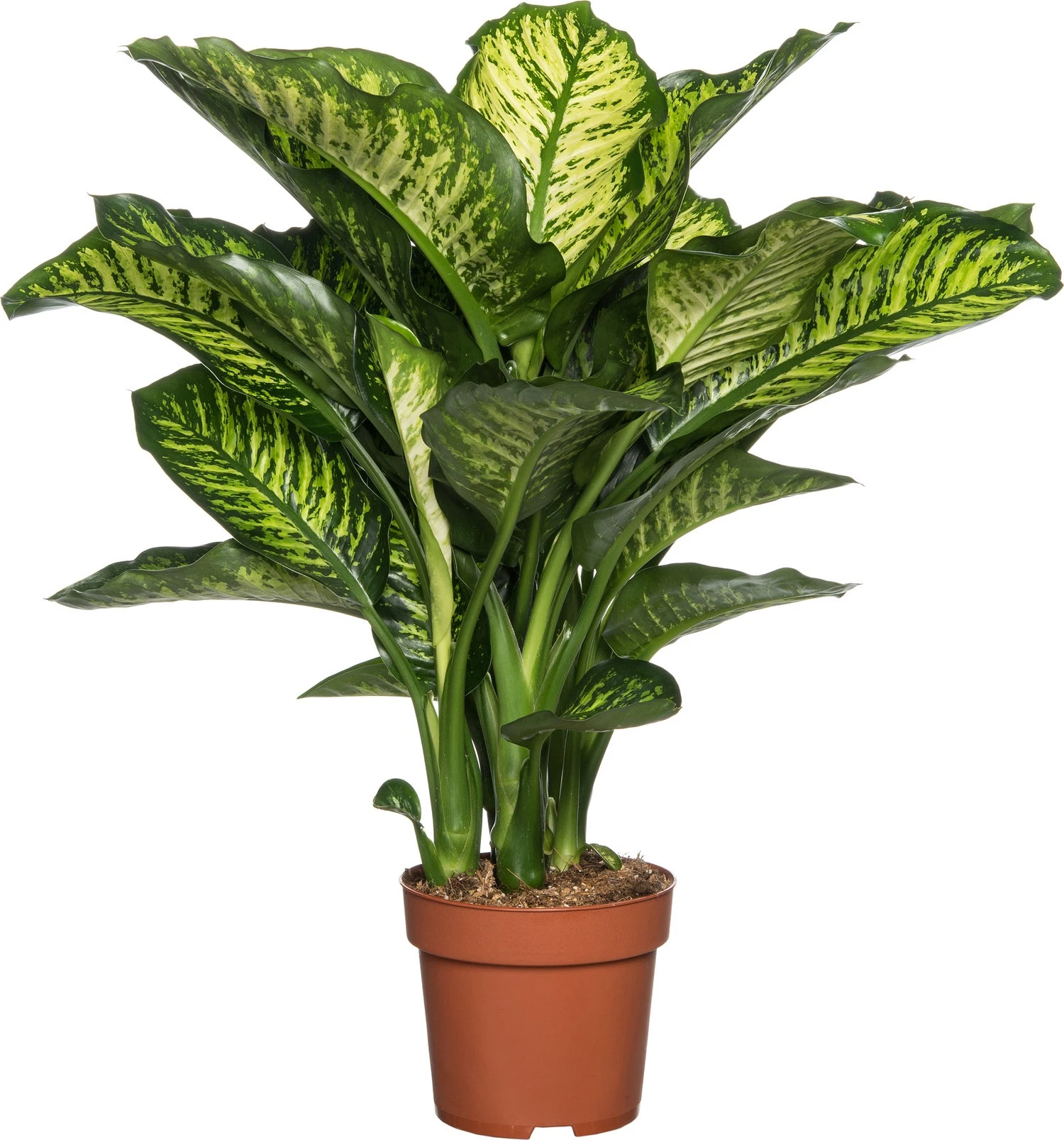 Dieffenbachia (Dieffenbachia Seguine 'Maroba') D 21 H 90 Cm 3 Dieffenbachia (Dieffenbachia Seguine 'Maroba') D 21 H 90 Cm