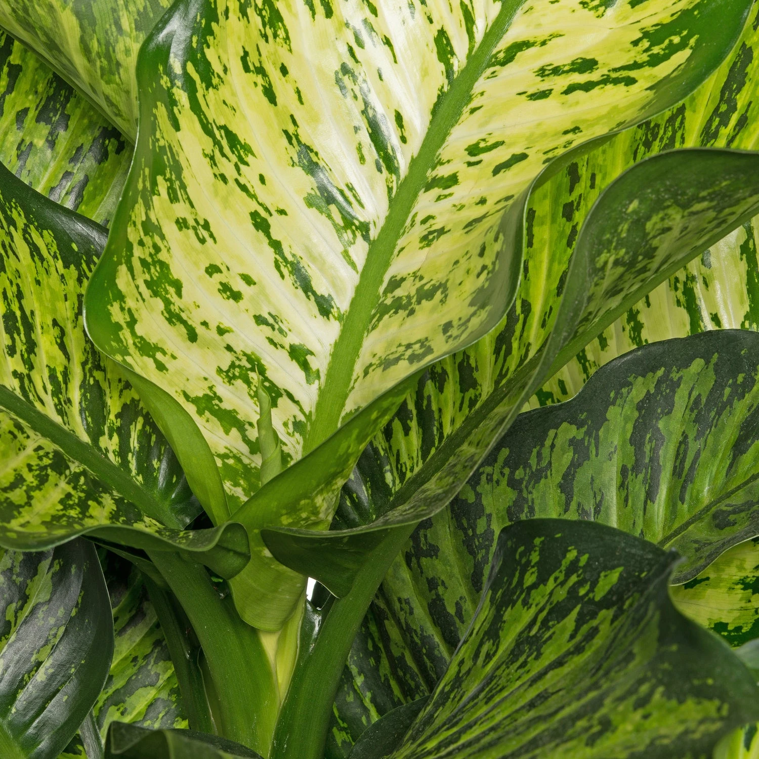 Dieffenbachia (Dieffenbachia Seguine 'Maroba') D 21 H 90 Cm 4 Dieffenbachia (Dieffenbachia Seguine 'Maroba') D 21 H 90 Cm - Afbeelding 2