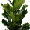 Vioolbladplant (Ficus Lyrata) D 21 H 110 Cm -Groene Bloom Winkel 8717263110682