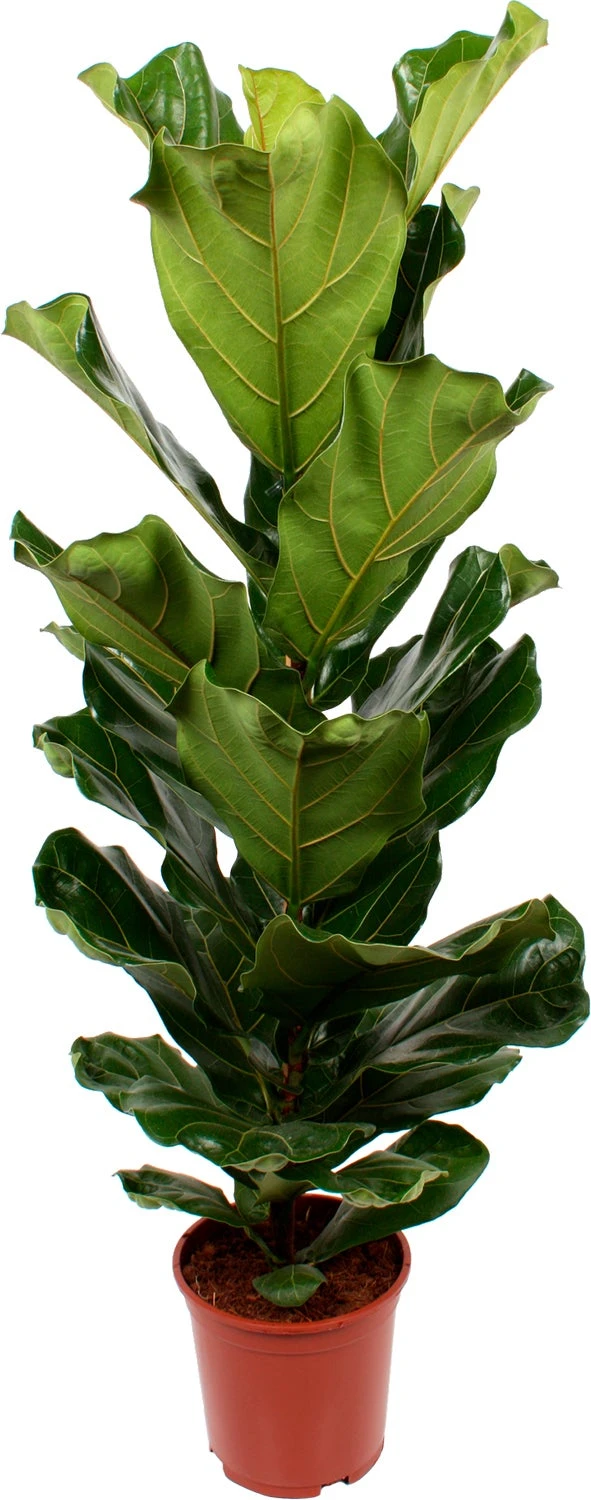 Vioolbladplant (Ficus Lyrata) D 21 H 110 Cm 3 Vioolbladplant (Ficus Lyrata) D 21 H 110 Cm