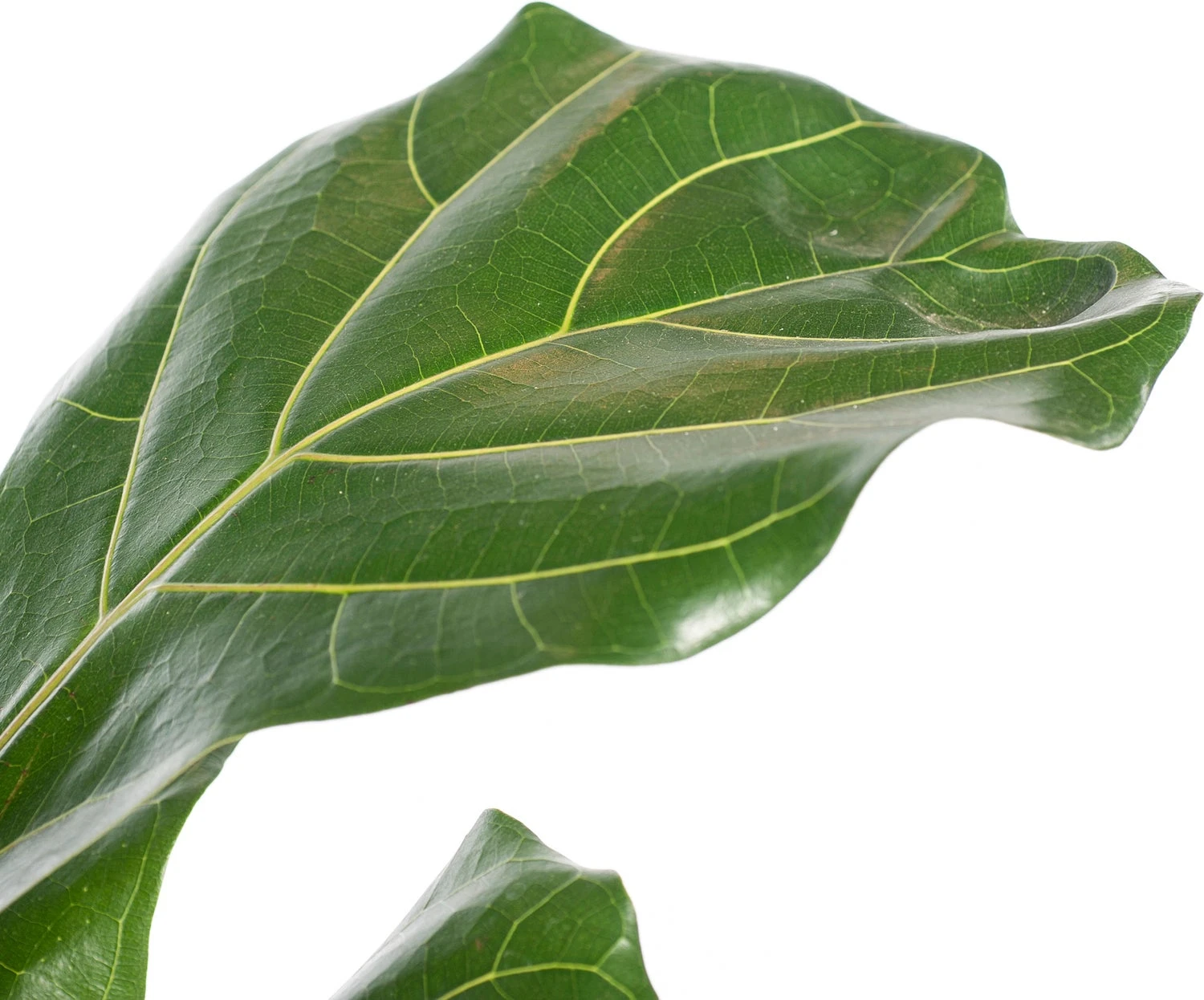Vioolbladplant (Ficus Lyrata) D 21 H 110 Cm 4 Vioolbladplant (Ficus Lyrata) D 21 H 110 Cm - Afbeelding 2