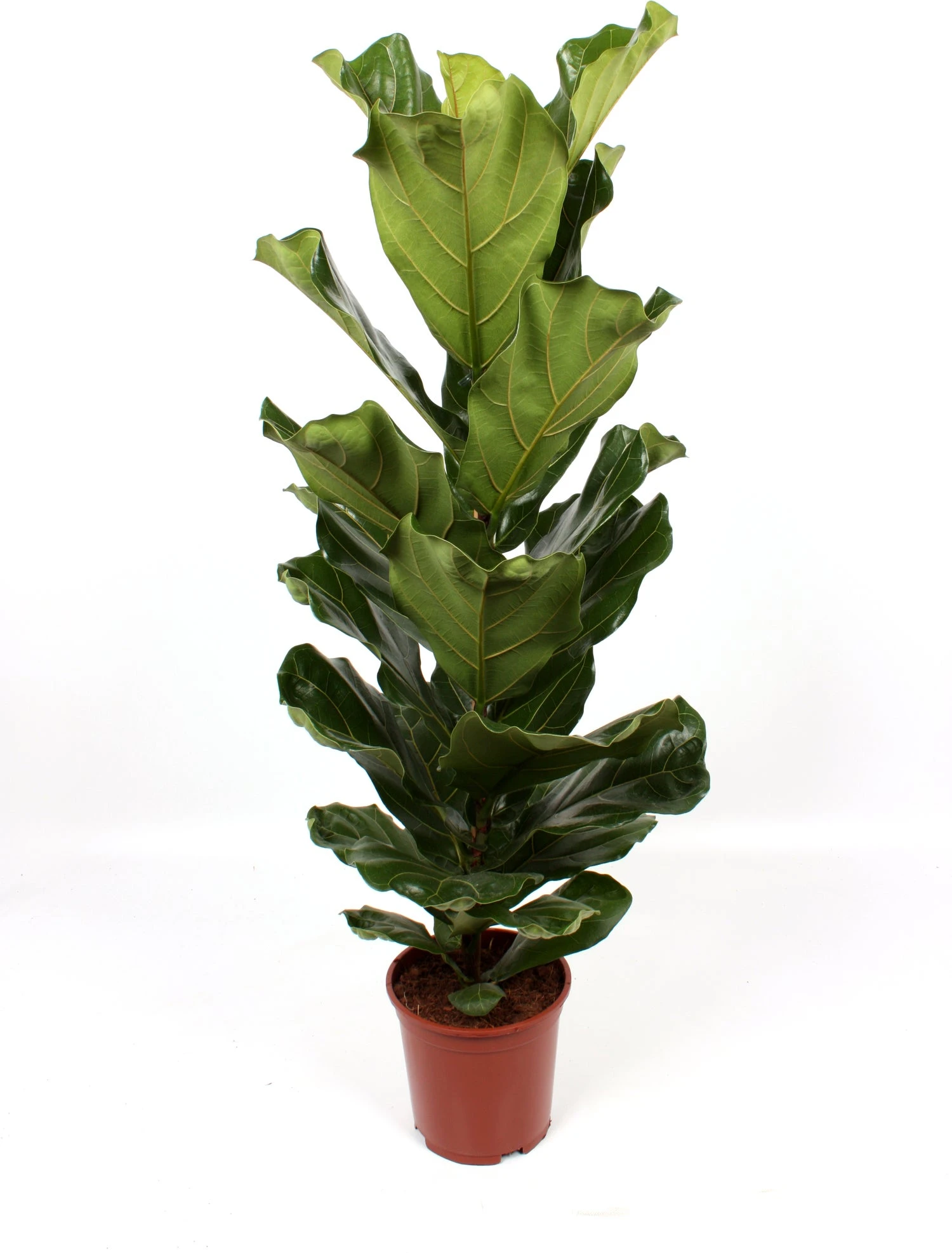 Vioolbladplant (Ficus Lyrata) D 21 H 110 Cm 5 Vioolbladplant (Ficus Lyrata) D 21 H 110 Cm - Afbeelding 3