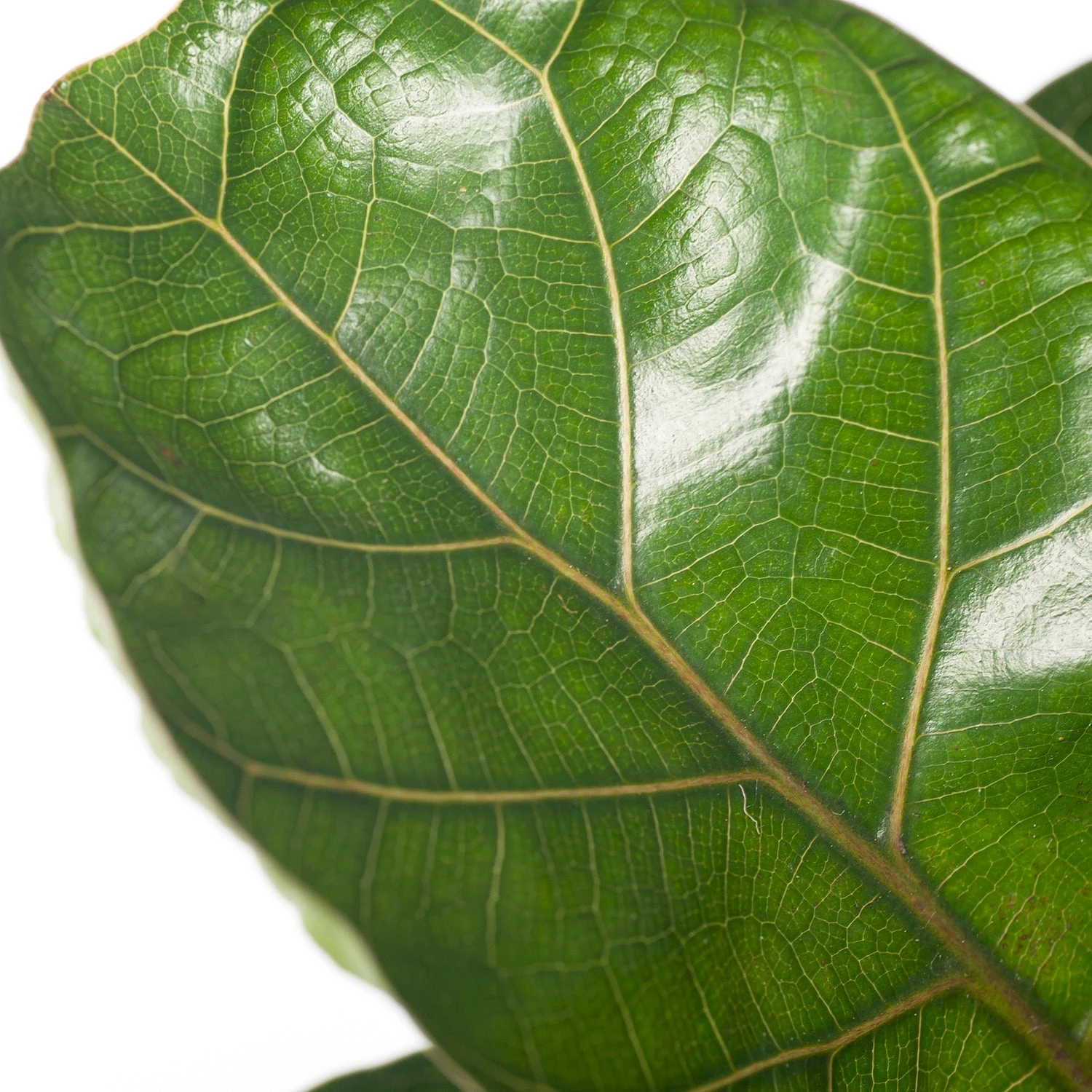 Vioolbladplant (Ficus Lyrata 'Bambino') D 12 H 35 Cm 4 Vioolbladplant (Ficus Lyrata 'Bambino') D 12 H 35 Cm - Afbeelding 2