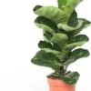 Vioolbladplant (Ficus Lyrata 'Bambino') D 12 H 35 Cm 2 Vioolbladplant (Ficus Lyrata 'Bambino') D 12 H 35 Cm -Groene Bloom Winkel 8717263110729 3 1
