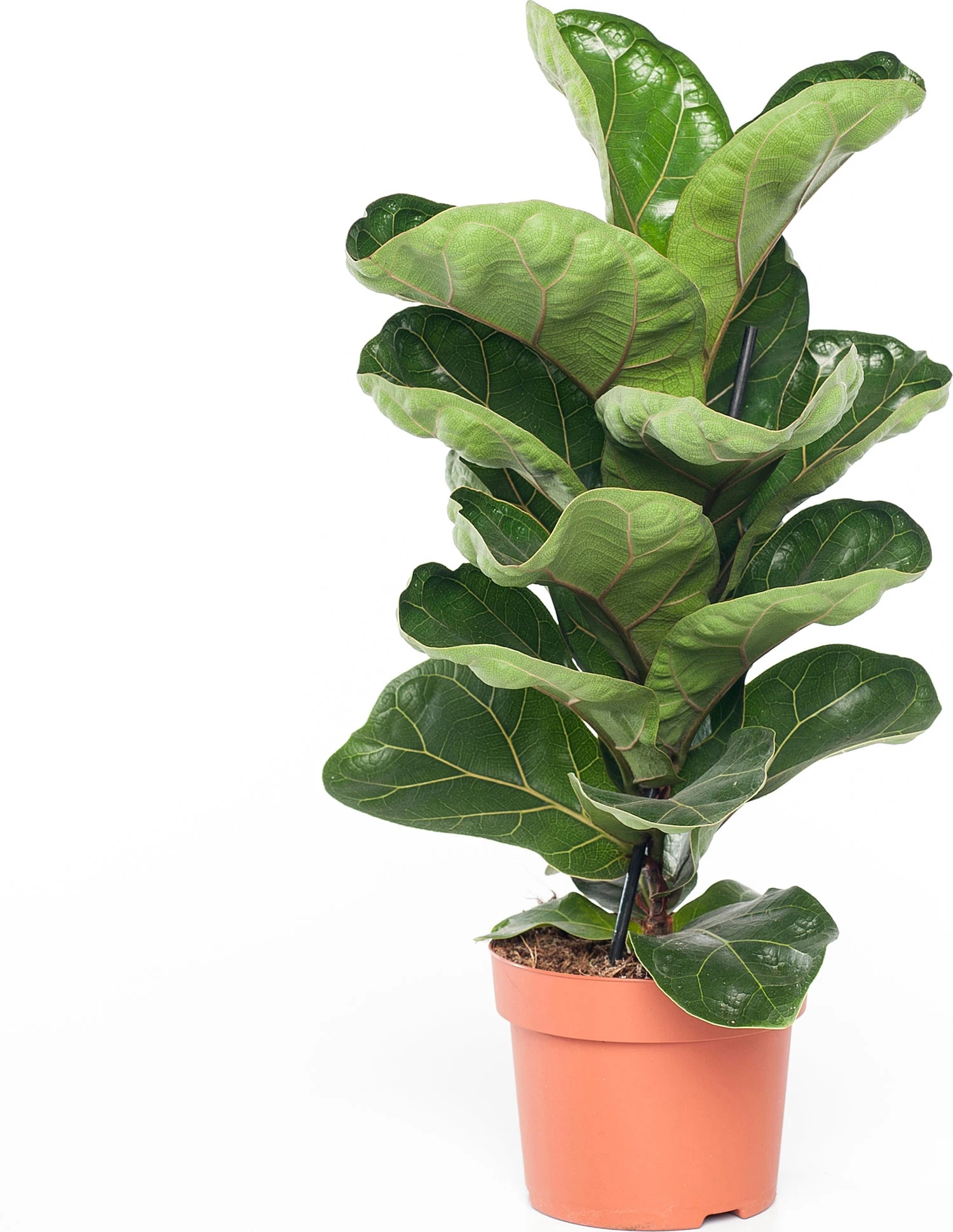 Vioolbladplant (Ficus Lyrata 'Bambino') D 12 H 35 Cm 3 Vioolbladplant (Ficus Lyrata 'Bambino') D 12 H 35 Cm